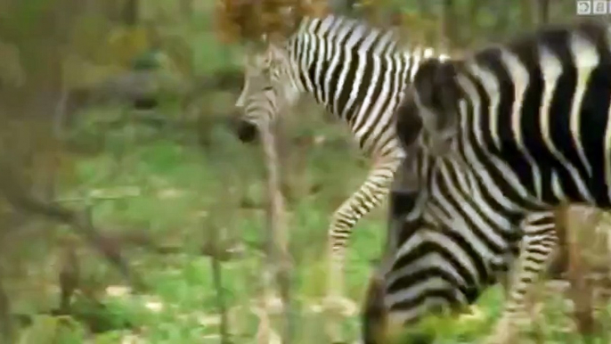 Nature  039 s Epic Journeys S01  E03 Zebra - Part 03