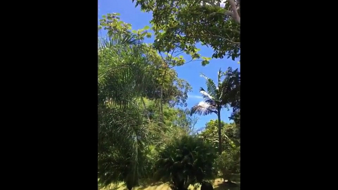 LP (Laura Pergolizzi) and Lauren Ruth Ward      History of spider and butterfly.   Costa Rica