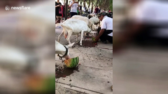 Chinese farmer treats goats to half a watermelon each as temperatures soar