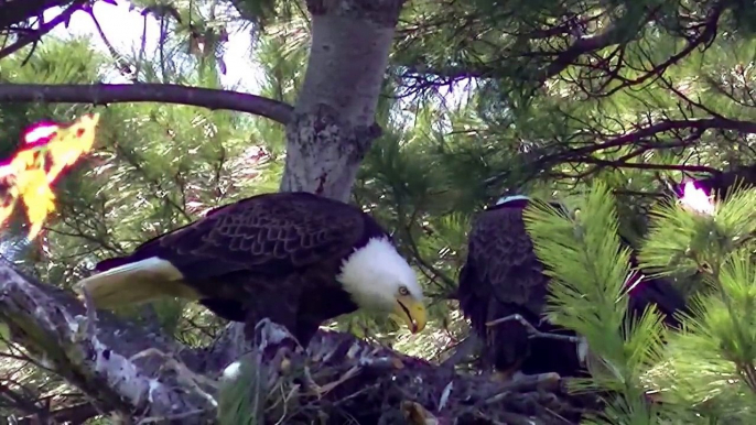 Bald Eagle Nesting Feeding Young Eaglets !