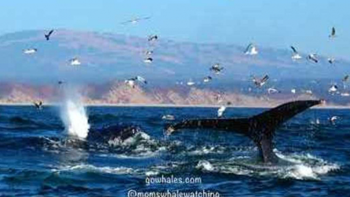 Humpback Whales and Sea Lions Feed Together in Monterey, California