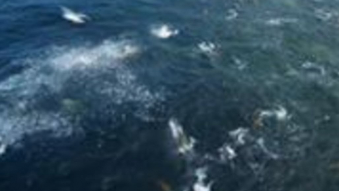 Drone Footage Captures Humpback Whales and Sea Lions Feeding in Monterey, California