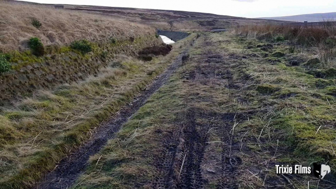 Walking on the pennine way (Wuthering heights) A red grouse calls and then makes it's way over to say Hullooo.