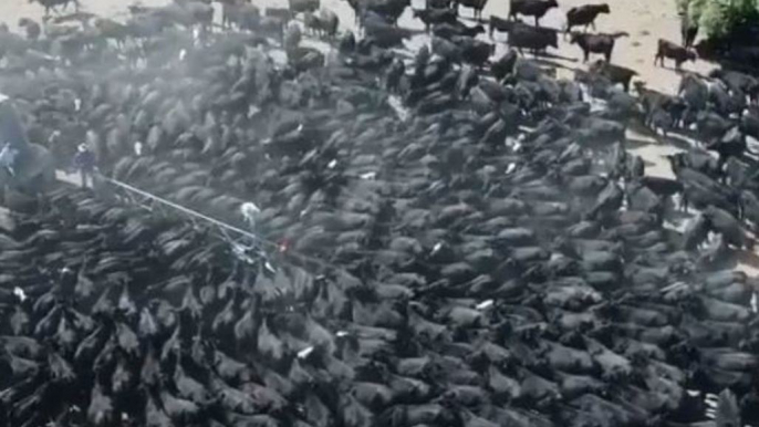 Hundreds of Cattle Swarm Water Truck in Drought-Stricken Rural New South Wales