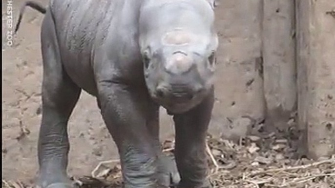 The amazing moment a newborn baby rhino takes its first steps... He's one of just 650 left in the world ❤️️Chester Zoo