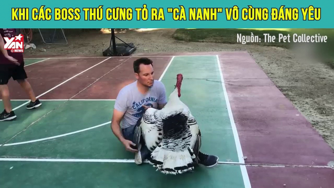 Khi các Boss thú cưng tỏ ra "cà nanh" vô cùng đáng yêu