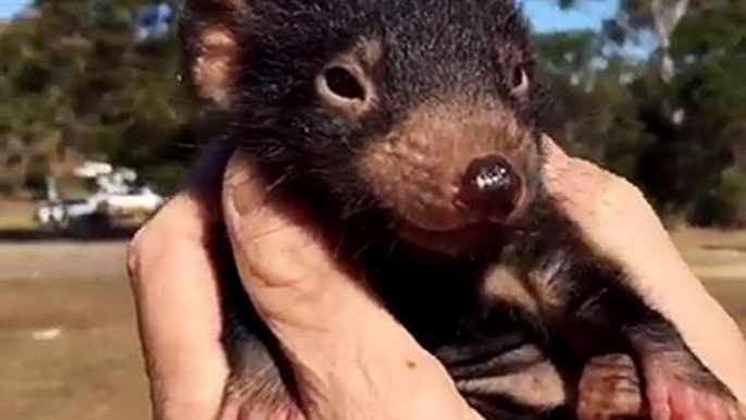 Adorable Tasmanian devil joey enjoys tickles and cuddles