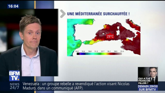 Jusqu’à 29°C… La Méditerranée à des températures dignes des eaux tropicales