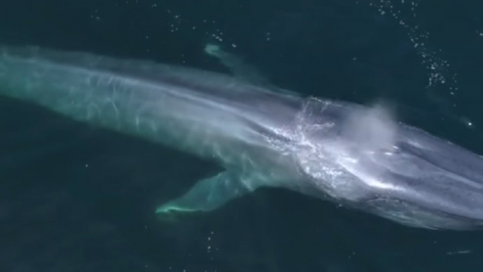 Drone Footage Captures Blue Whales in Monterey Bay, California