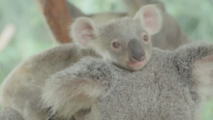 Newborn Koalas at Australia Zoo Are Too Cute for Words