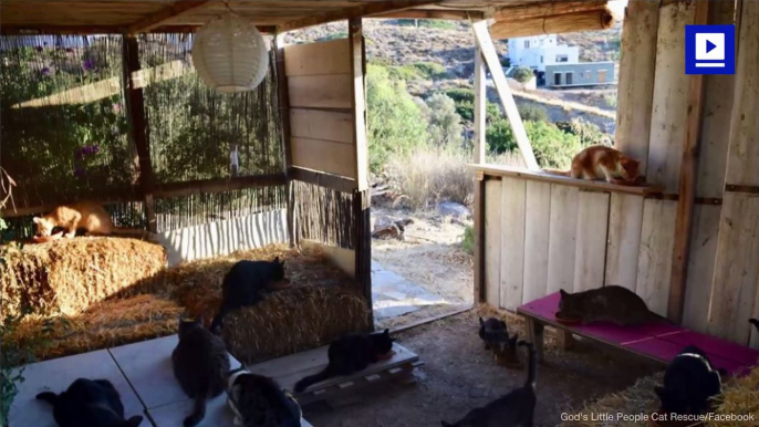 Get Paid to Live on a Greek Island and Take Care of Cats