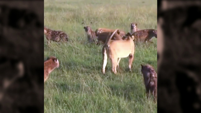 Lion Vs Hyena - Hyenas attacking a lioness -  wild animals fight to the death