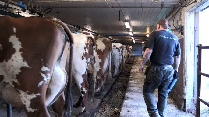 Cows help rehabilitate prisoners in Sweden