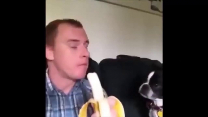 Cute Dogs Doing Funny Things