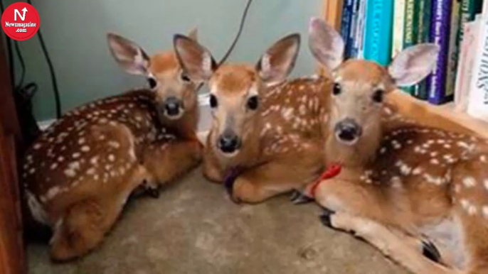 She Left Backdoor Open During A Wild Storm, She Was Surprised To See Some Visitors Inside.