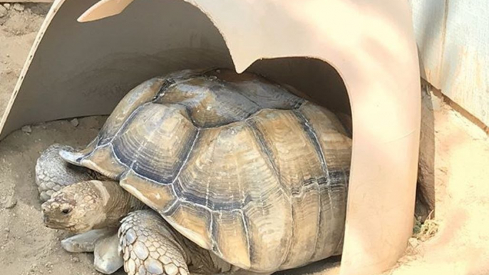 Kern County Firefighters Rescue Tortoise Trapped in Hole