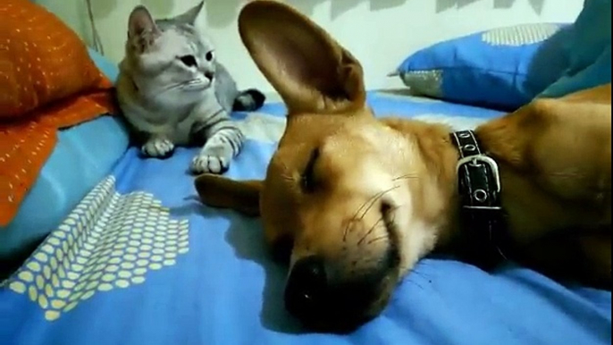 Les chats sont vraiment des fourbes! Pauvre chien qui dort...