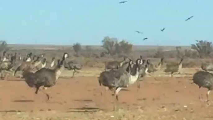 Emus Run Amok in the Outback Amid Worsening Drought