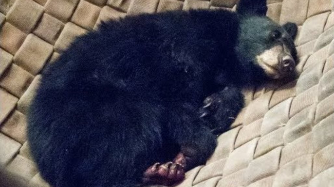 Bear Cub Burned in California's Carr Fire Has Wounds Treated With Fish Skins