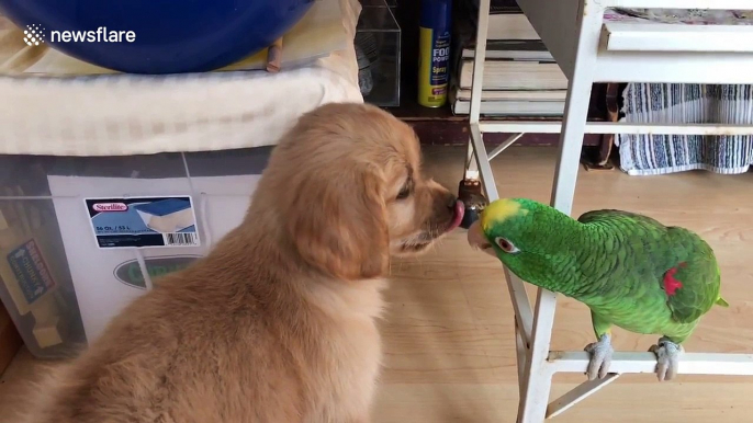 This is what happens when a golden retriever puppy meets a parrot