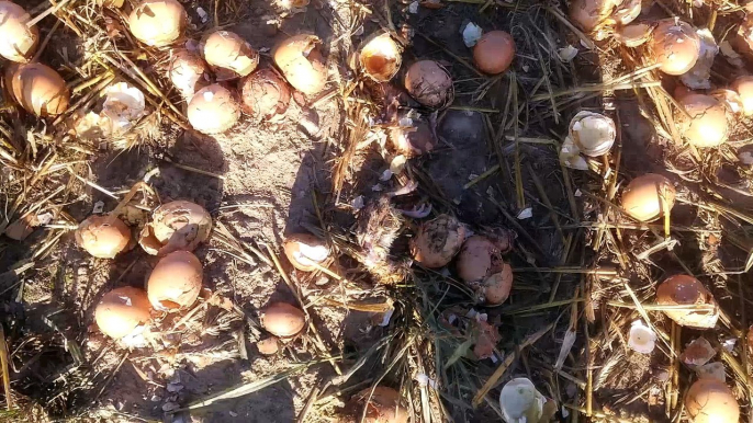 Countless Eggs Discarded Until Chicks Hatch