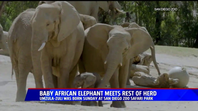 San Diego Safari Park Welcomes Baby Elephant Born on World Elephant Day