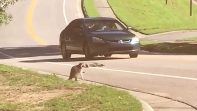 This guy saw a raccoon mourning the loss of his friend, this is so sad ❤️