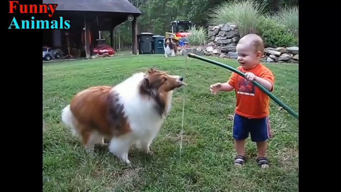 Surely you want to see: Sheltie Dog and Baby happy playing together - Dog and Baby Videos