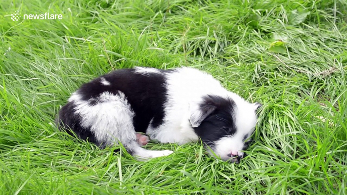 This adorable border collie puppy was born with TWO noses - making him twice as cute