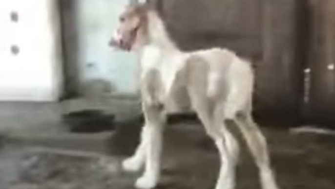 Excited Foals Are Happiness Goals