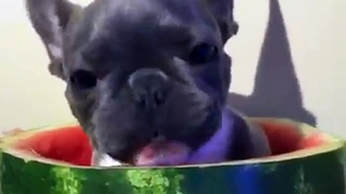 This puppy eating watermelon, while inside a