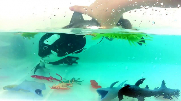 HUGE KILLER WHALE Catches Sea Animals/Learn Names Of sea animals the fun Way/Whale Toy Ope