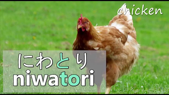 Japanese Vocabulary | Animals