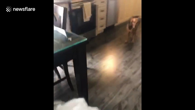 Sad-faced boxer hides under table when owner tries to find out who tore up cushion