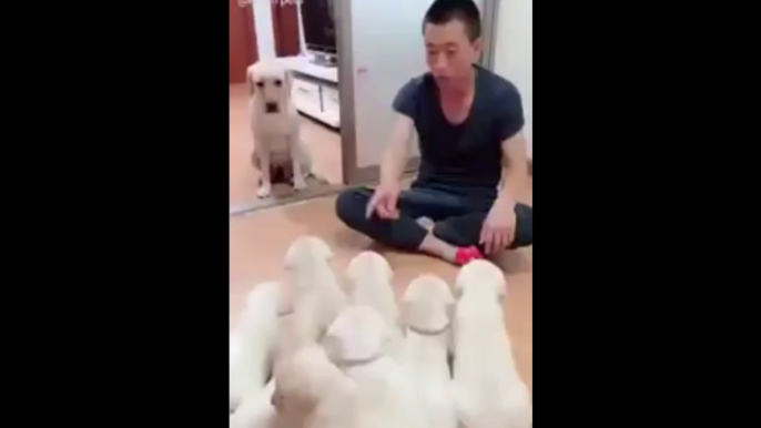 Dog Protecting Puppies