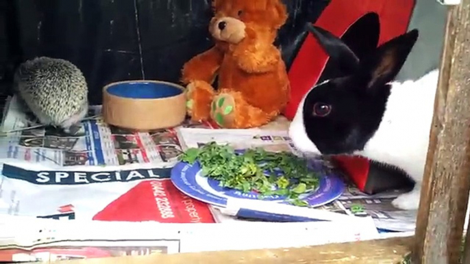 My pet Hedgehog with my Rabbit