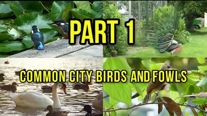 Bird sounds for kids PART 1 Bird Identification: Children Learn Common City Birds and Fowl