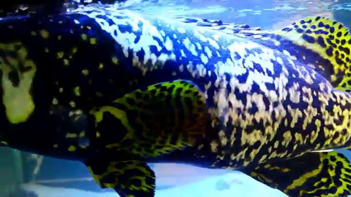 Monster Aquarium Fish Giant Bumblebee Goliath Grouper Epinephelus lanceolatus