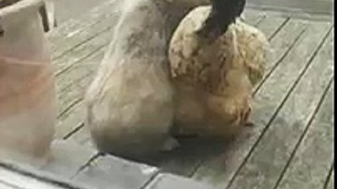 Bunny attempts to mate with a chicken - this is how Easter eggs are made