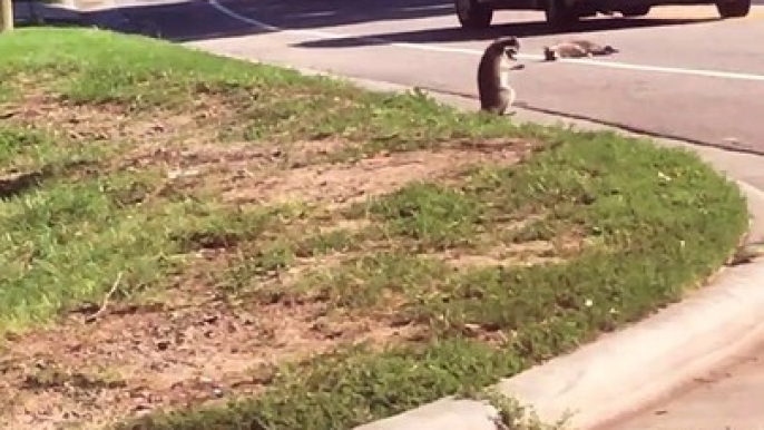 Raccoon Mourning the Loss of Its Friend