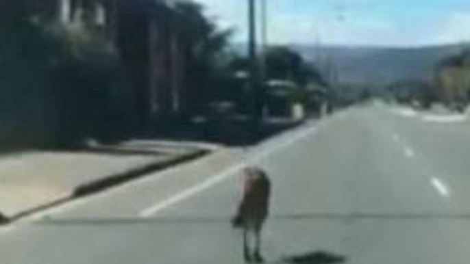 Car Overtakes as Kangaroo Hops on Busy South Australia Road