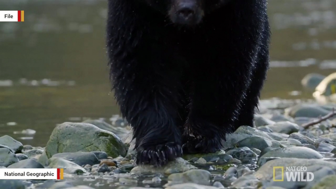 Before Dying, Bear Mauls Hunter Who Shot It