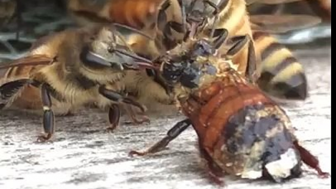 Des abeilles nettoient une des leurs recouverte de miel