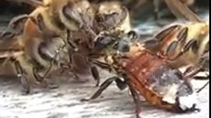 Des abeilles nettoient une abeille recouverte de miel