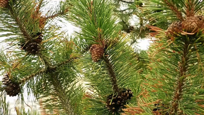 Long Needle Pine Tree With Acorns　＠　鎌田周平