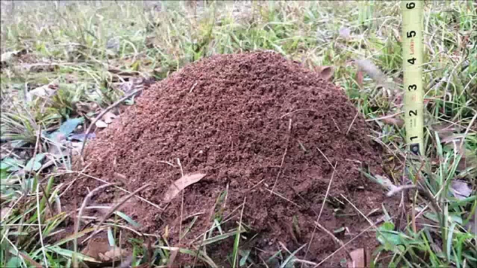 Casting a Fire Ant Colony with Molten Aluminum