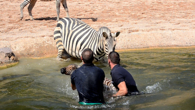 BIOPARC keepers save baby zebra from drowning