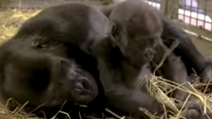 Infant Gorilla Uses Canine Chew Toy to Help With Teething Pains