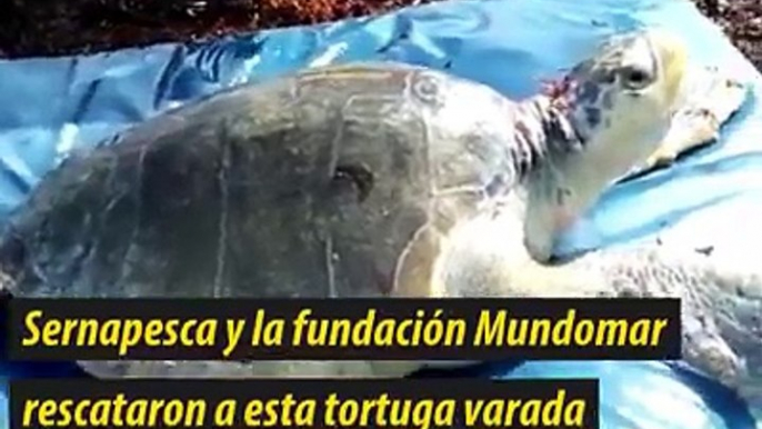 Una tortuga que varó hace 3 años en San Antonio, fue devuelta a su hábitat tras una larga recuperación. Su especie es la más pequeña de las tortugas marinas ❤