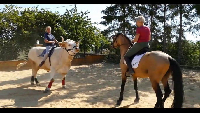 Meet the bull who thinks he's a horse